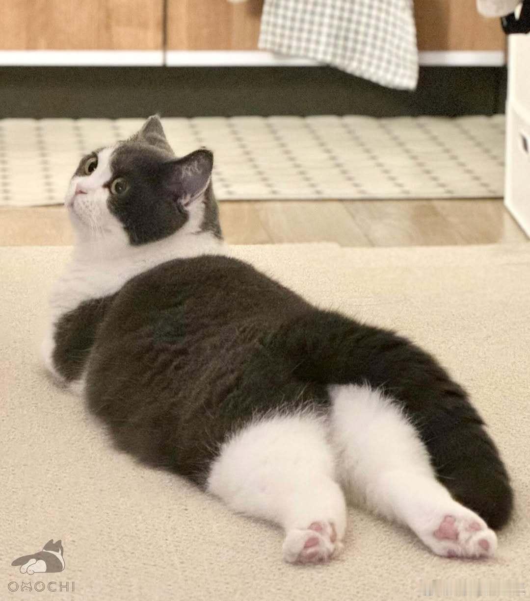 小猫咪360度无死角萌cr：coaaka ​​​