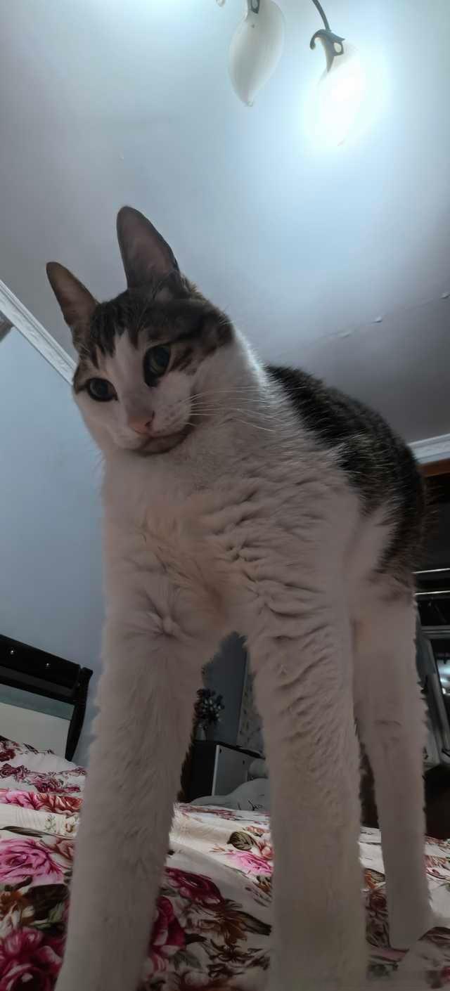 49786【丑猫】可恶！若是我拿出这张顶天立地猫呢！ 