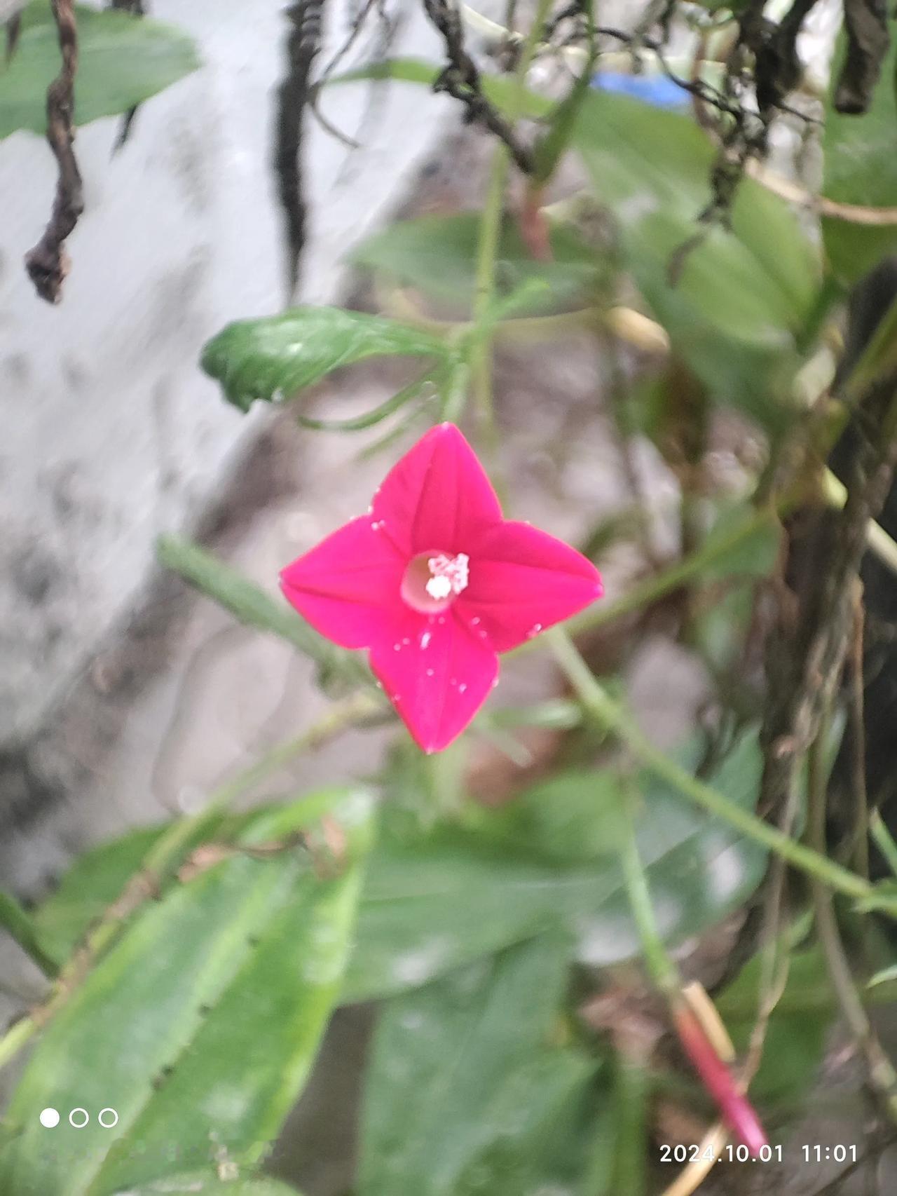 心读子墨诗，敬慕诗心恬。。。
诗有喜柔月，词亦悲安闲。。。。
油诗难以和，松风空