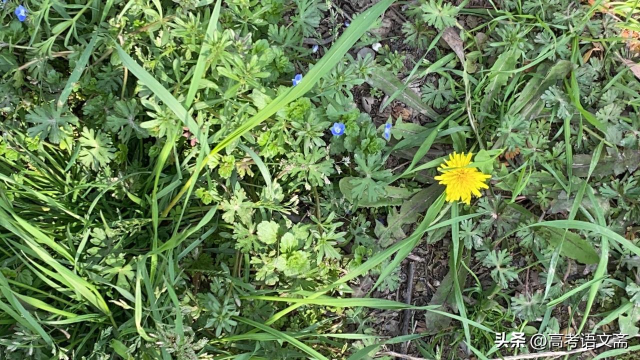 春日生活打卡季野花盛开，春意盎然，大自然的色彩盛宴！🌸🌿