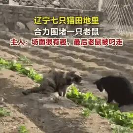"史上最憋屈的老鼠"！辽宁，女子去地里干活，意外发现 7 只猫在地里跑来跑去，以