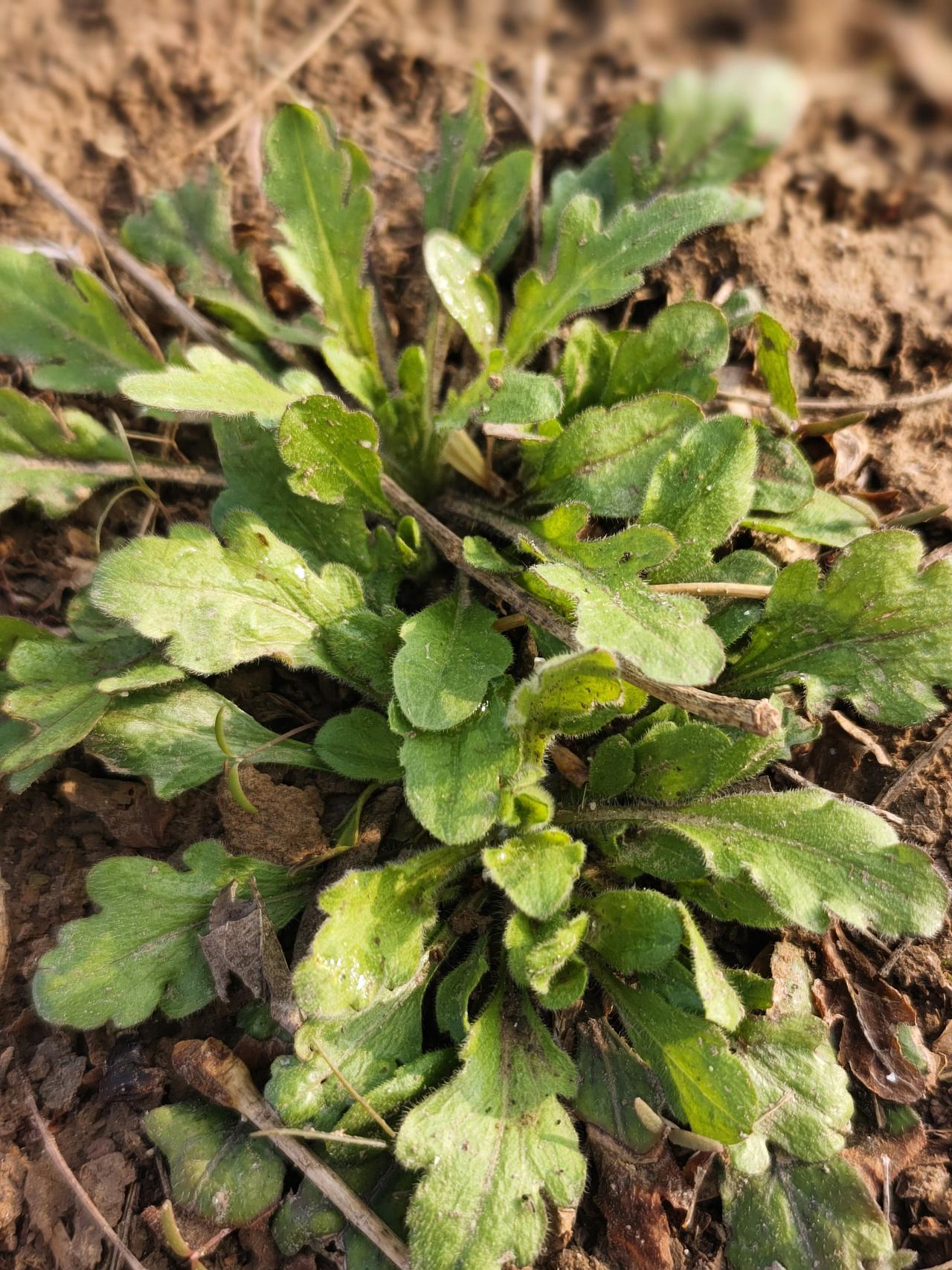 无条件的爱太多了，除了造物主设计的这个身体，还有阳光，空气，水，雨露，微风，星辰