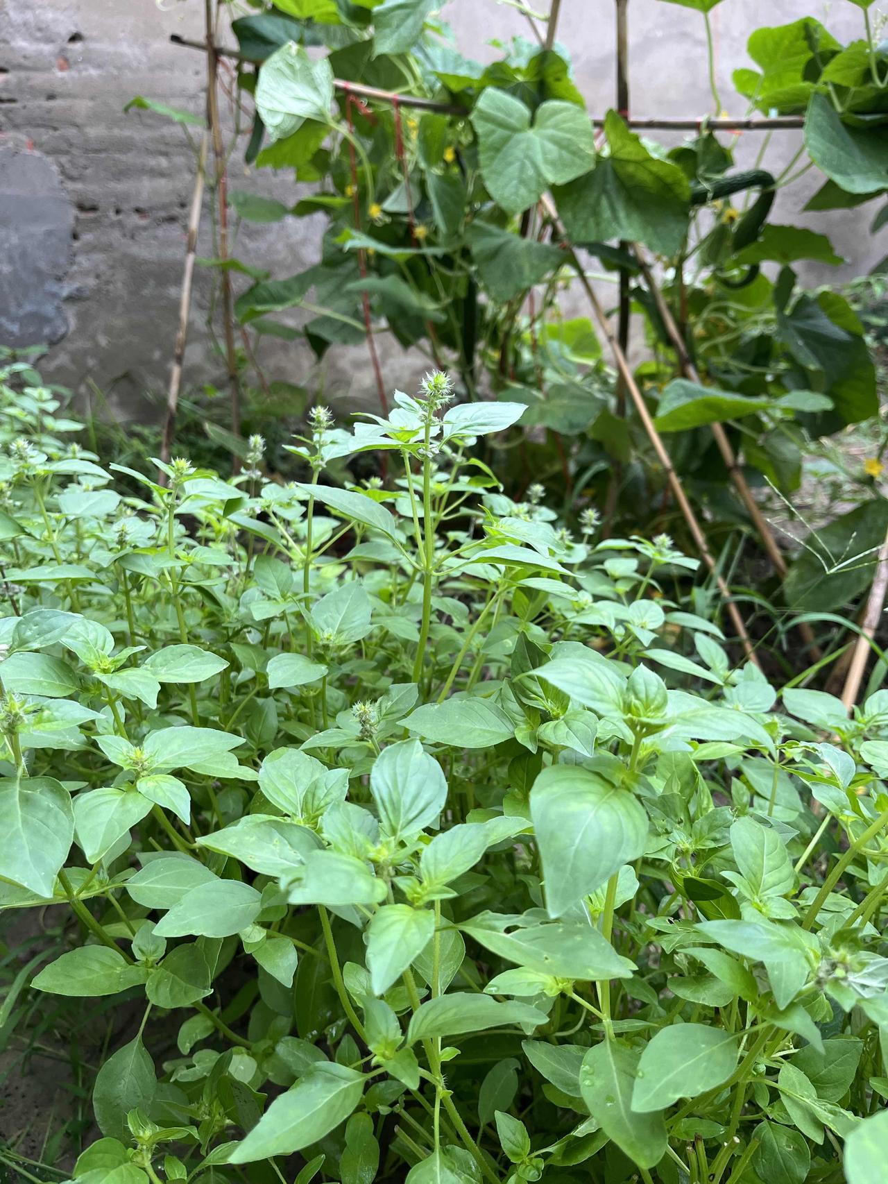 朋友，您多久没有遇见荆芥了？
朋友，你多久没有吃凉拌荆芥了？
荆芥，
它是凉拌届