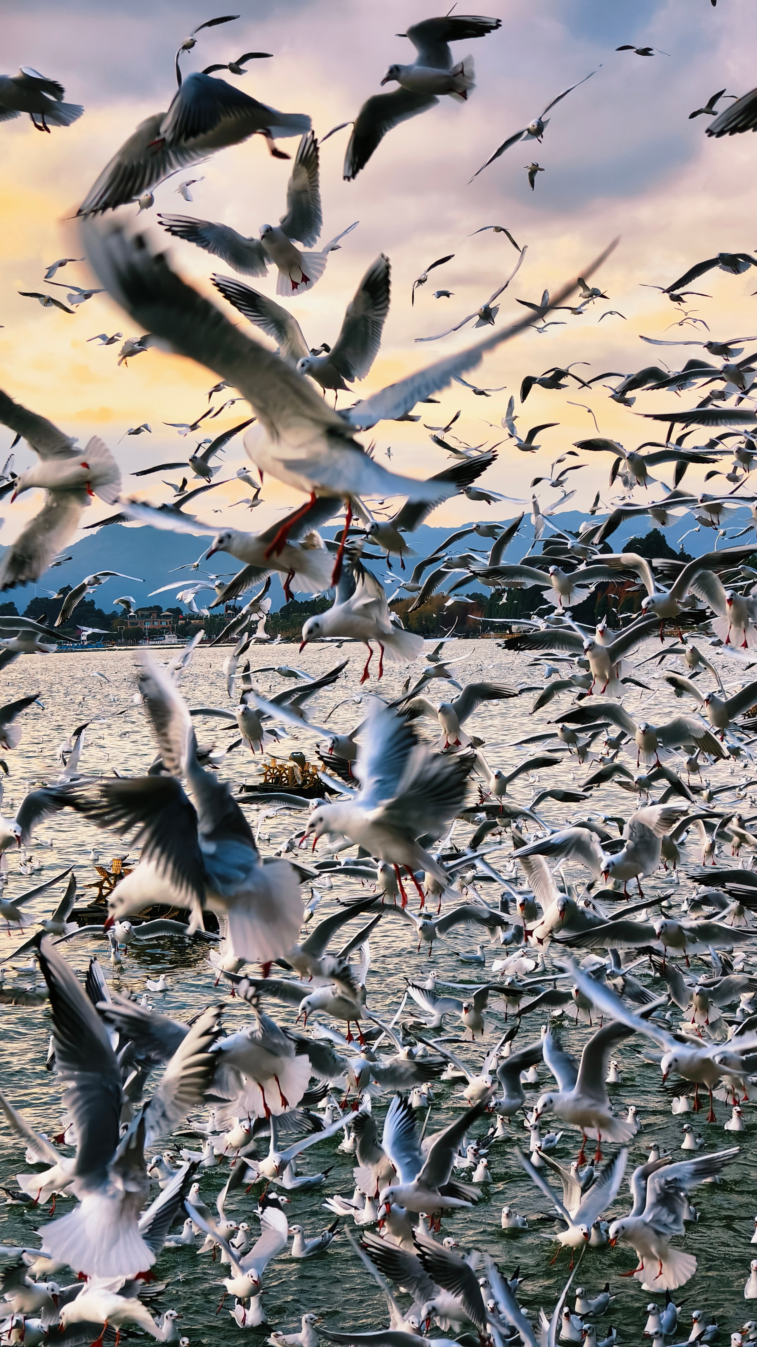 八百里滇池万鸥齐飞 冬日的滇池，因海鸥而闪耀。它们是天空中的舞者，在西山睡美人的