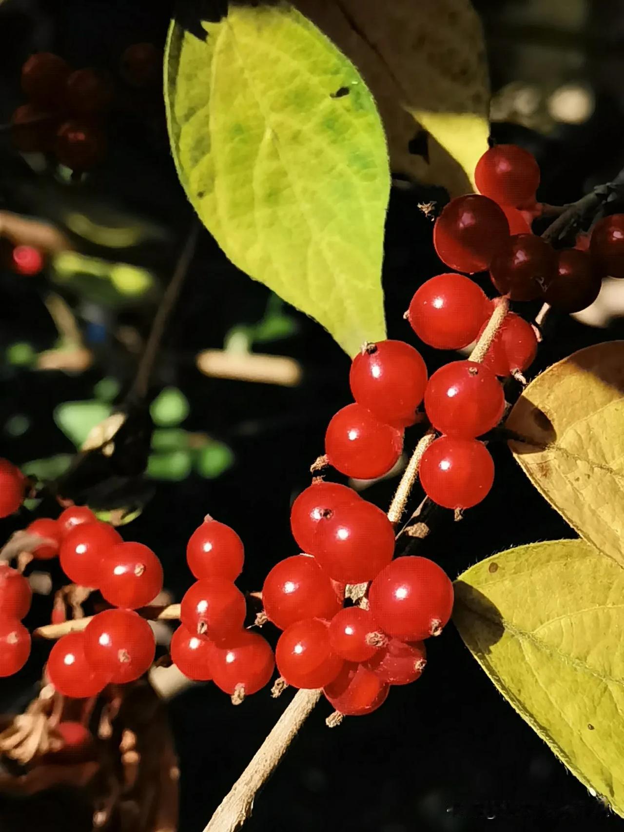 #随手拍满树的果实#
随拍，一到这个季节就满枝头一串串的红