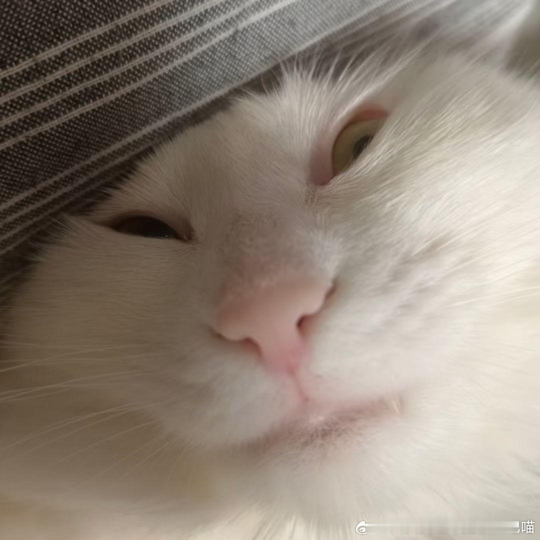 49492【丑猫】睡觉睡的 