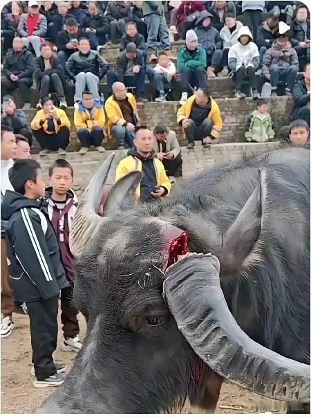 中国唯一，把水牛当成赚钱对赌的省份。
给水牛打磨角，给水牛喝红牛，喝壮阳酒，已经