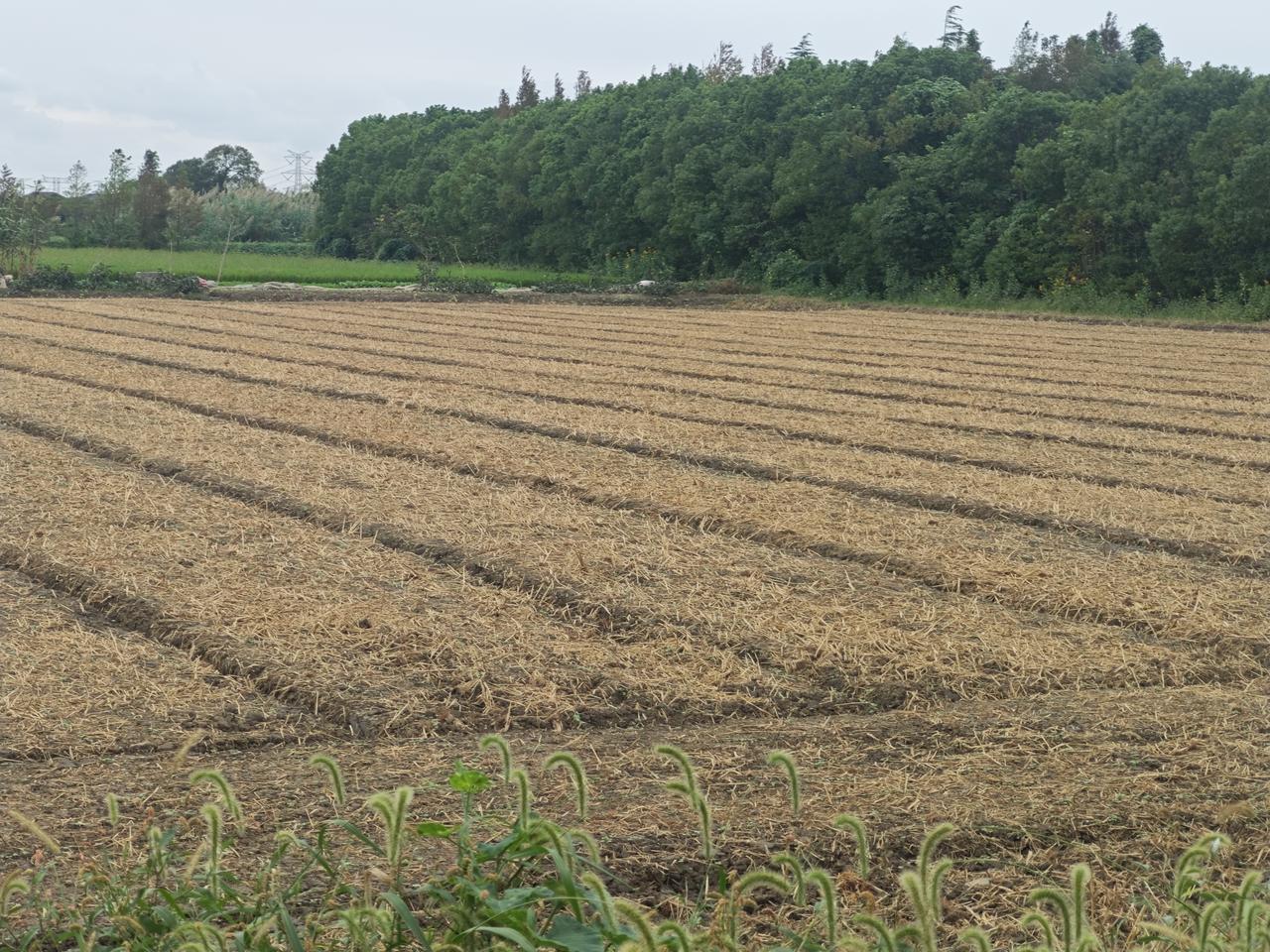 今天在上海郊区奉贤区庄行镇，偶遇一片开阔平整的田野。
整片田地干干净净，看不到稻