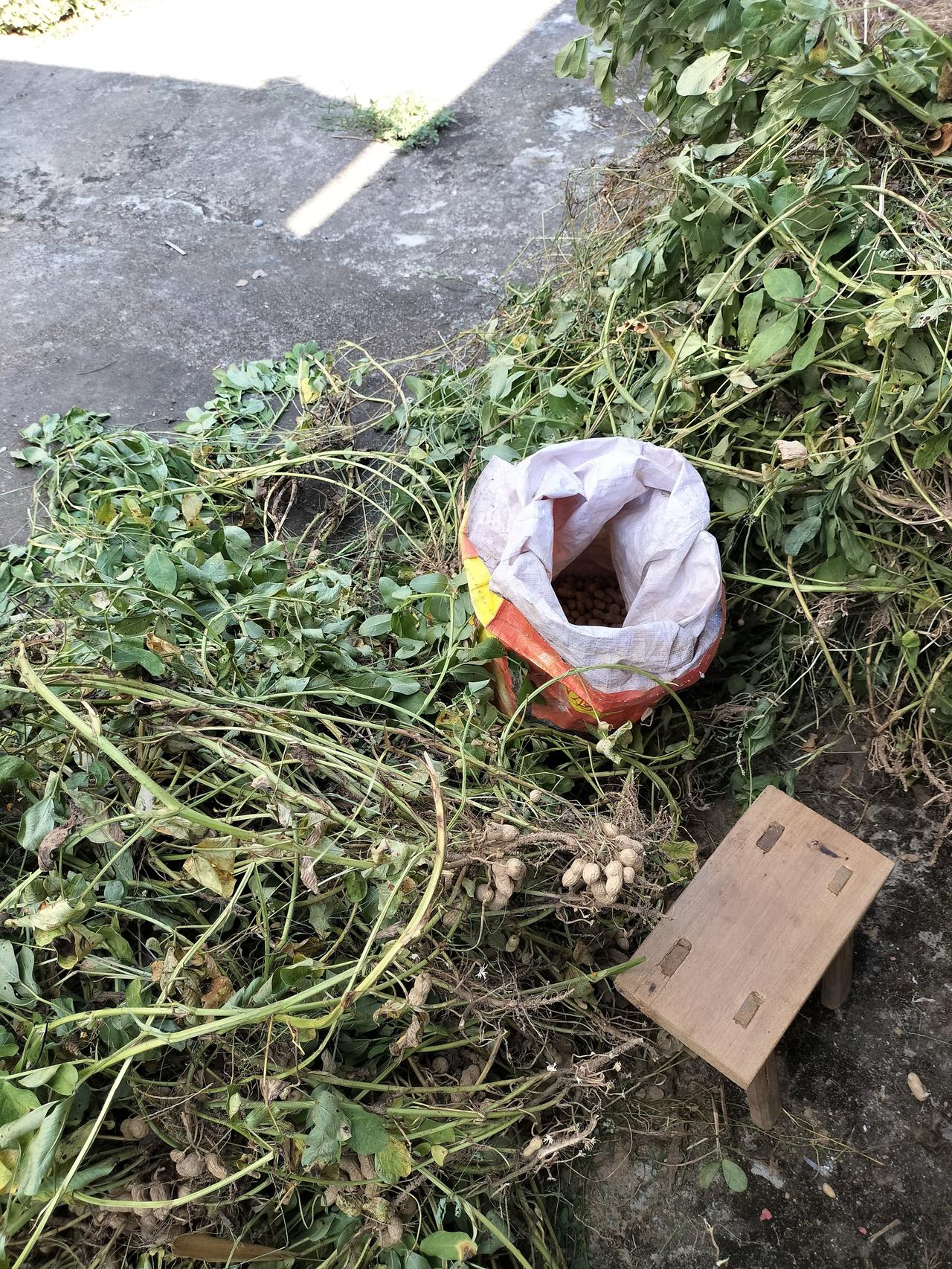 农村妇女拔花生的生活日常，我一个人坐在院子里的拔花生，准备一个小凳子，一个麻袋，