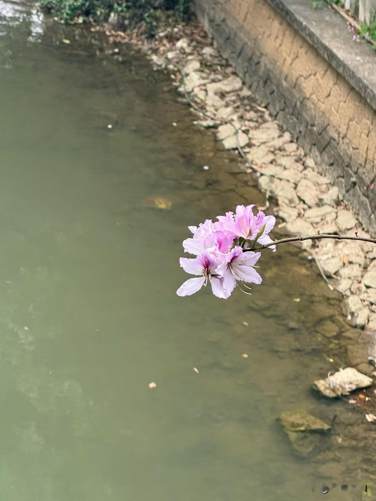 有没有人和我一样，总想多搞点钱，今天想着做这个副业，明天盯着那个项目，一会儿学剪