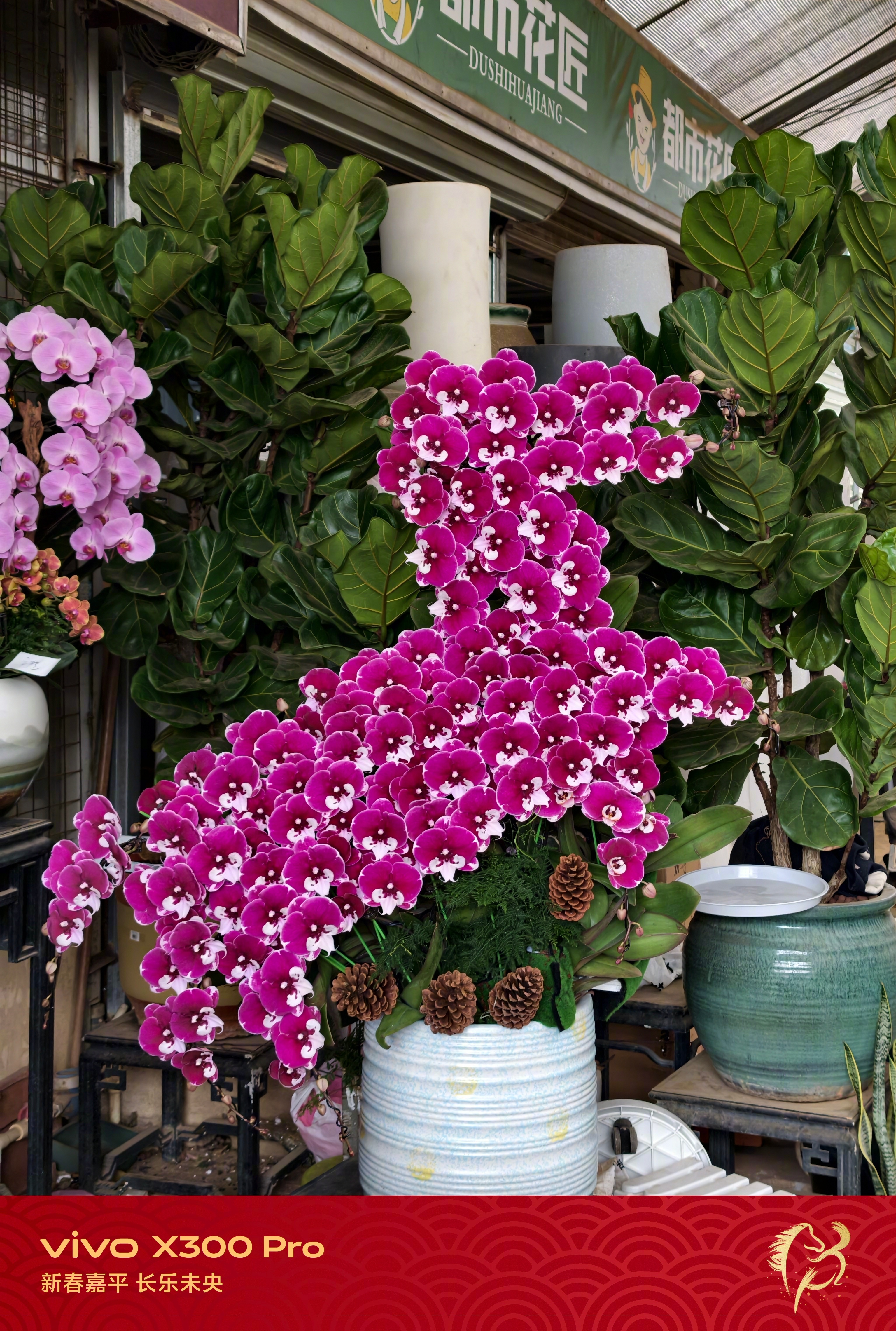 今年兰花市场好卷啊 