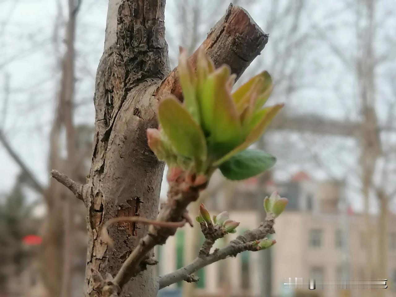 春天来了……
树枝上出现了一抹绿色，那是什么？
那是希望！
那是人间最美的东西！