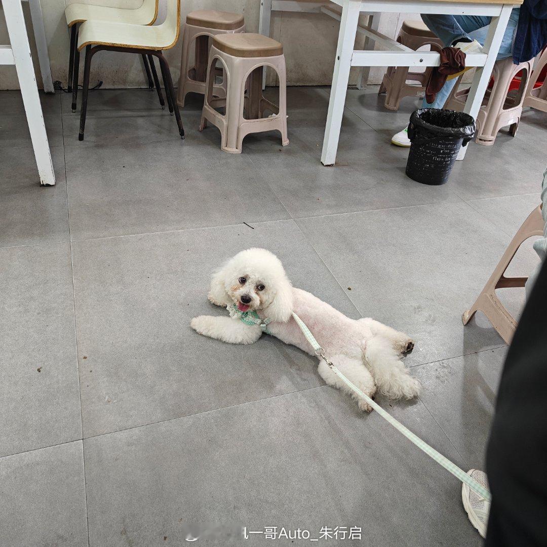 最近的天气确实热了出门就是去吃了个早点感觉就已经热的不行看到修狗也热的趴窝在地上