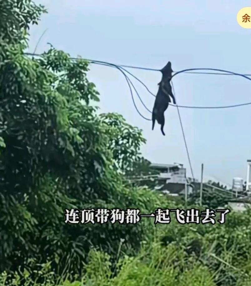 小狗被台风吹跑挂到了电线上，主人说是把帐篷用螺丝固定住的，
小狗拴在了帐篷里，