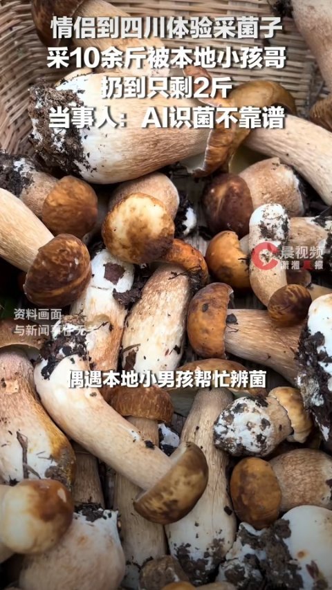 情侣采10斤菌子被本地小孩扔到2斤这个词条真的很容易让人误会 明明这个男孩帮助情