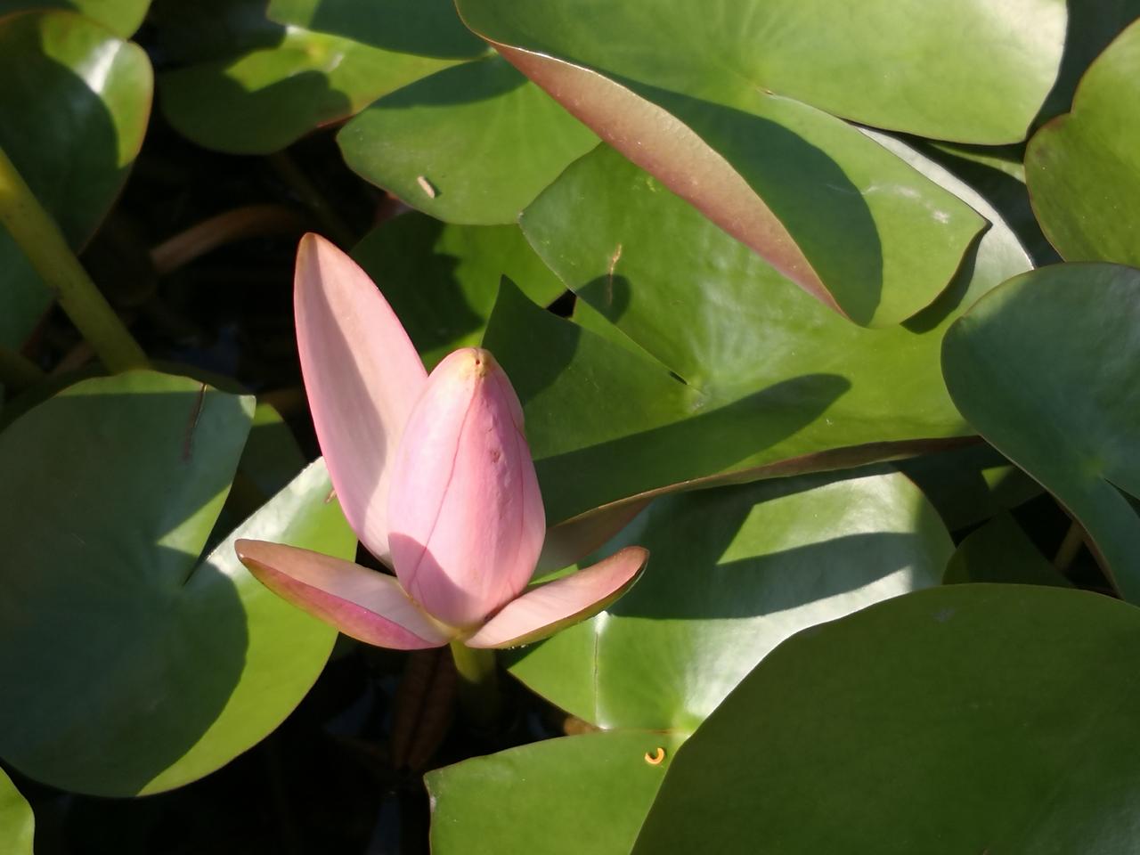 过了冬至，园子里的桃树、枣子、李子都褪去了素装，赤裸裸地立在那里，唯独两缸睡莲生