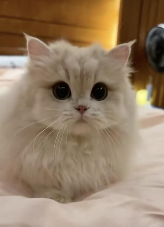 小小也太太太可爱了吧！！呜呜😭