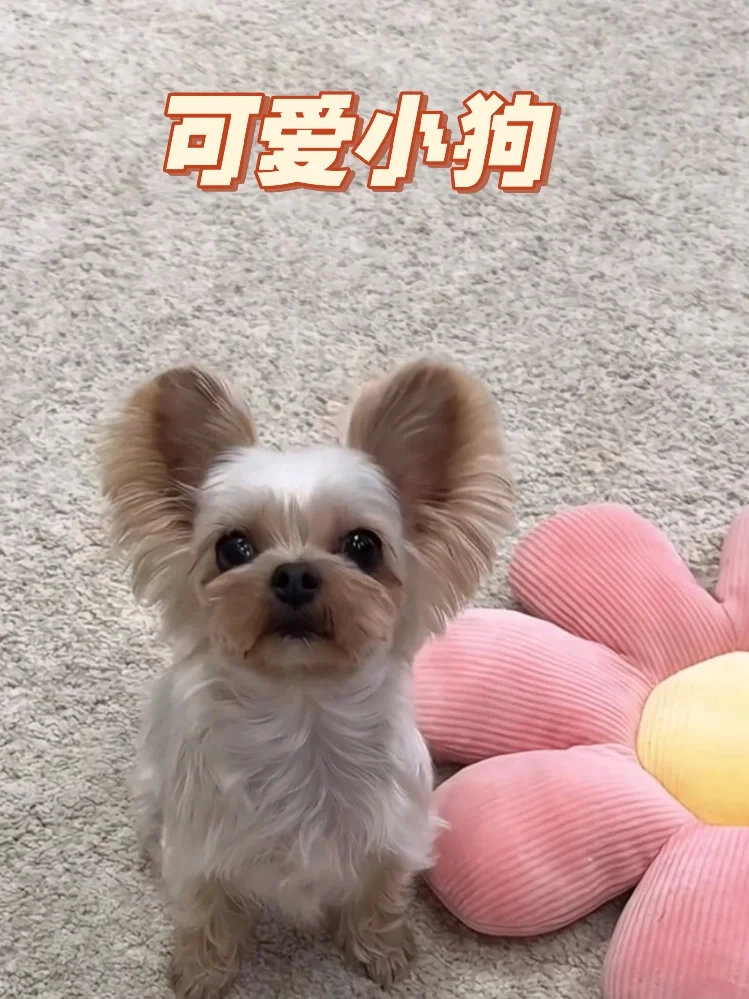 怎么会有这么可爱的修勾