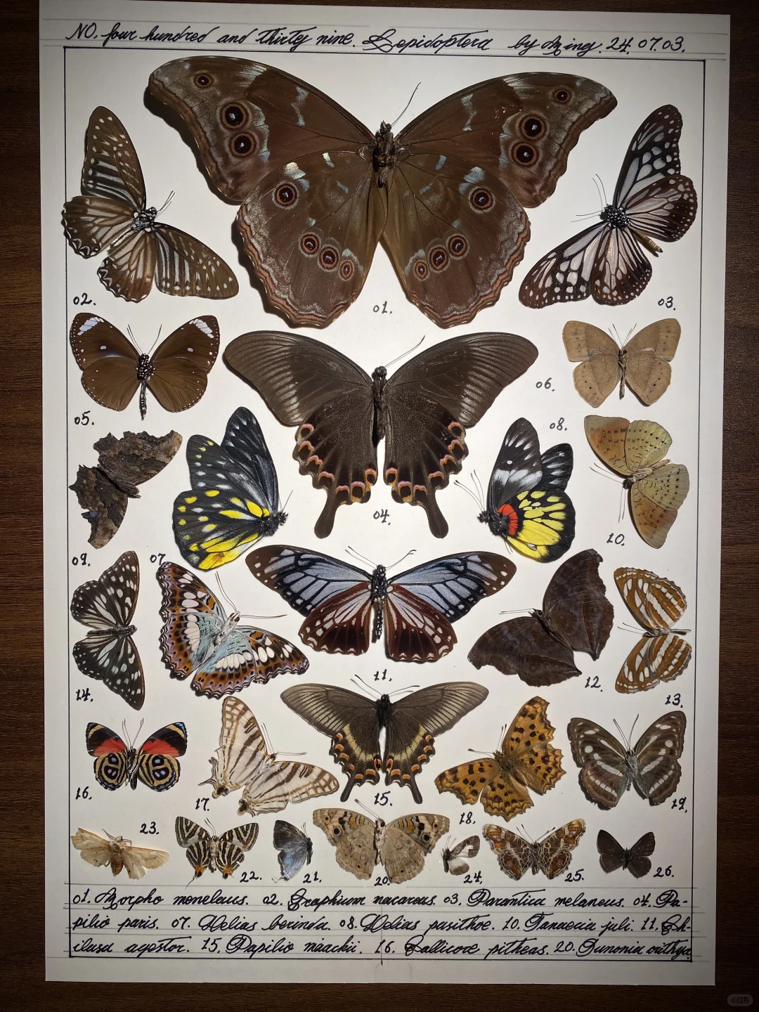 一幅还没黏的蝴蝶标本图鉴