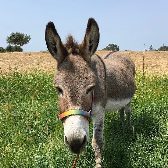 《怪物史莱克》驴子Donkey的原型驴子Perry去世，享年30岁。 