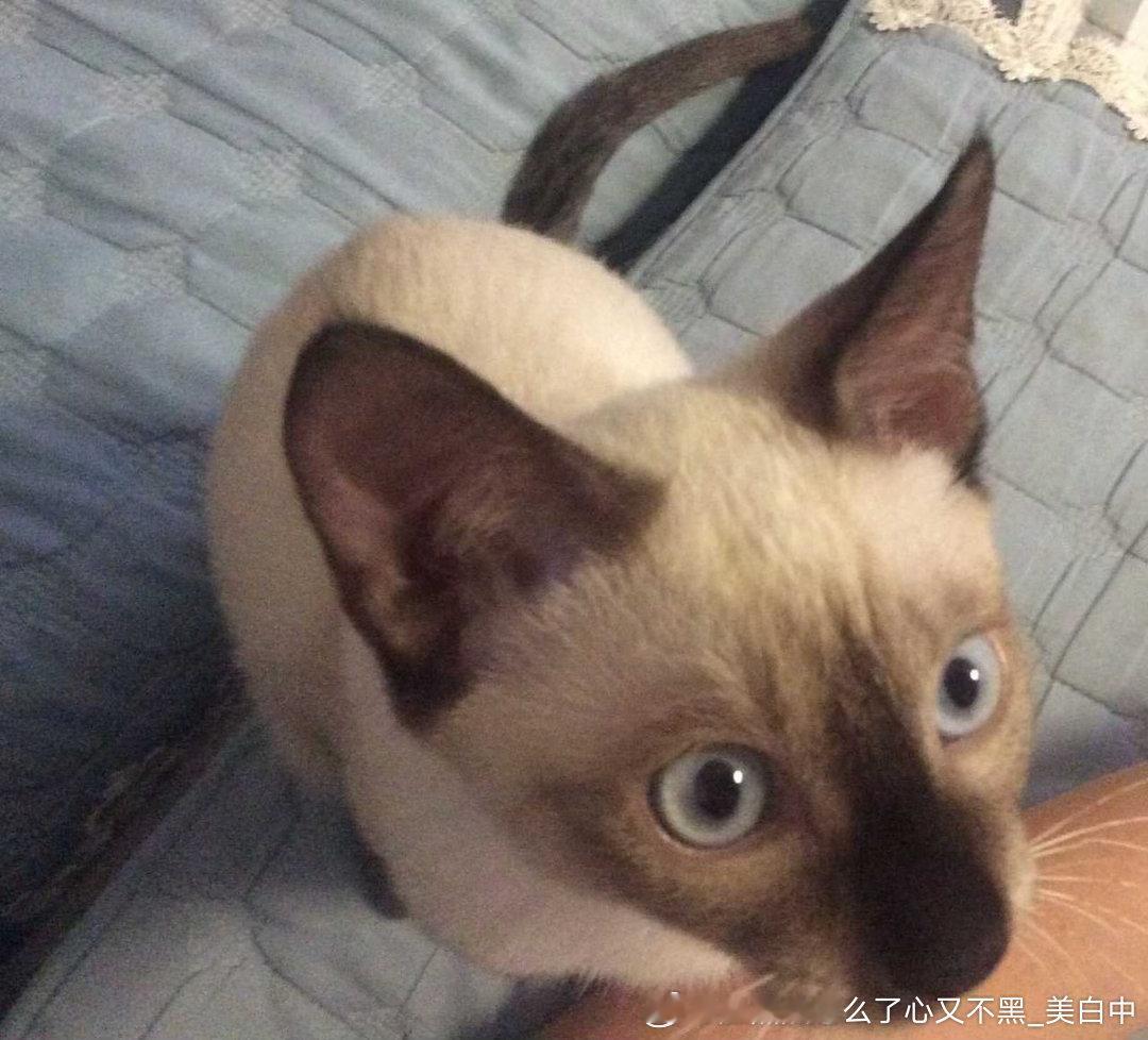 4282只黑脸猫。你鼻子糊了。 
