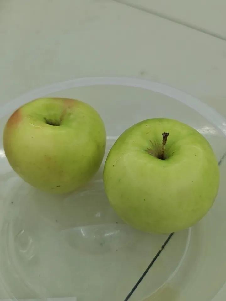 吃苹果，你喜欢吃面的，还是脆的我个人喜欢脆苹果，酸甜多汁，口感清爽；面苹果软糯绵