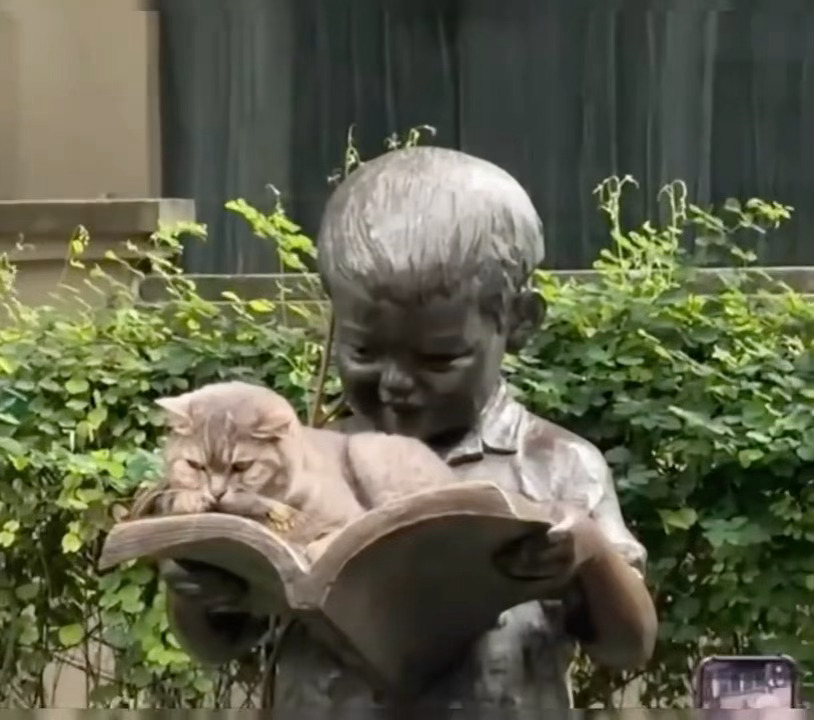 猫猫不愧是让大家愿意停下脚步围观的生物 