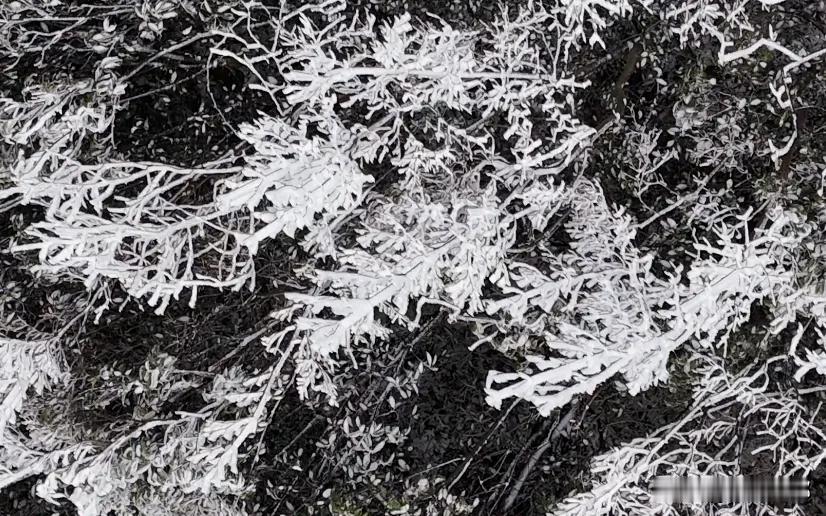 寒风裹着水汽悄悄作画，推门撞见整座山林都披了银装——枝桠裹满蓬松的雾凇，像给枯木