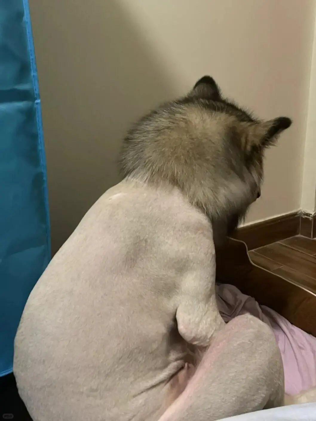 没有物种能笑着离开理发店  ​​​