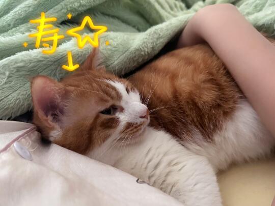 七岁啦七岁啦