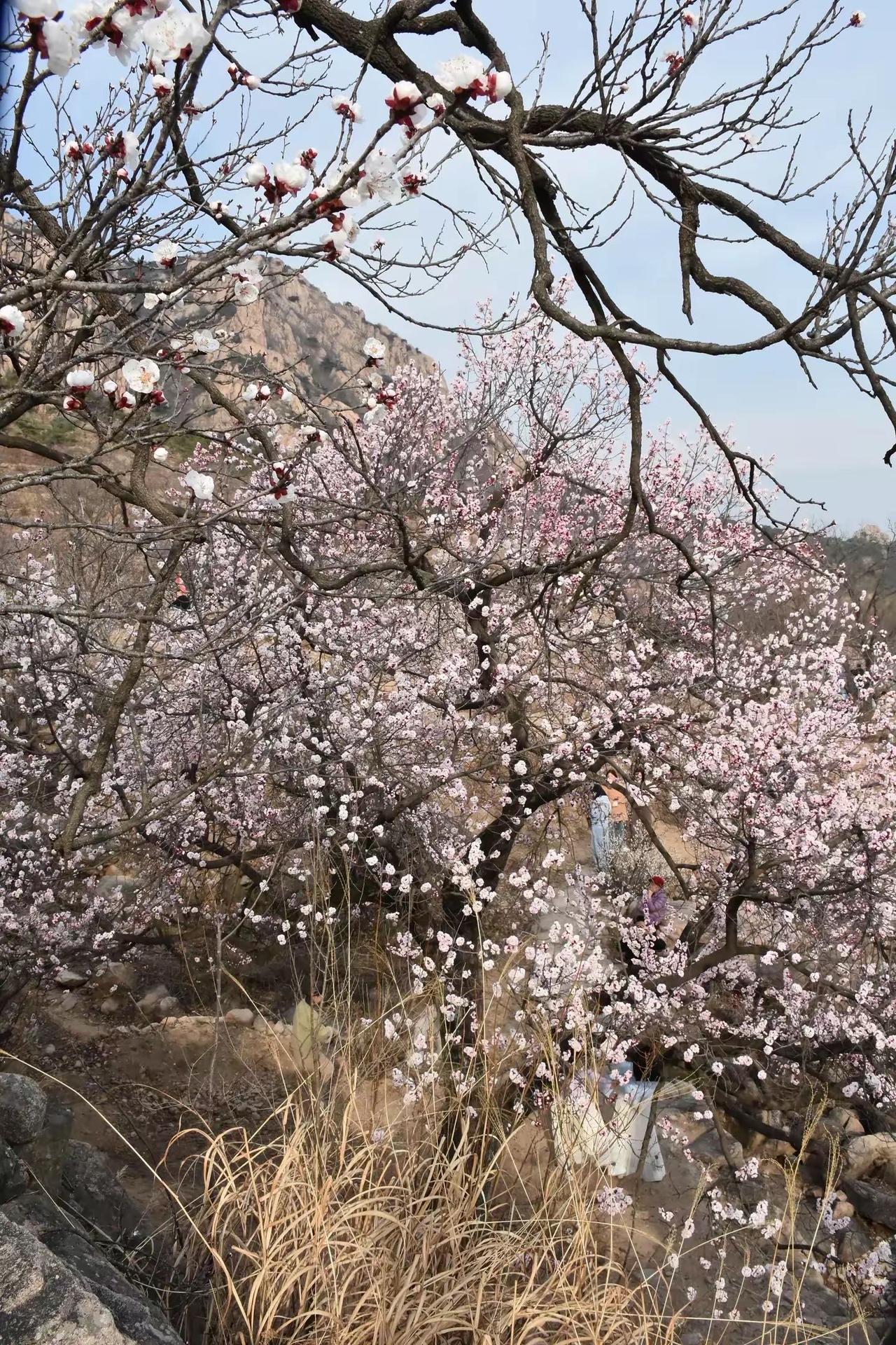 我的人生就要进入爆发期，就要迎来爆发式的繁荣和爆发式的幸福。犹如一朵花的绽放，标