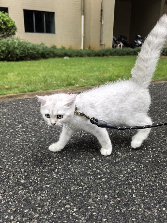 慢慢狗化……