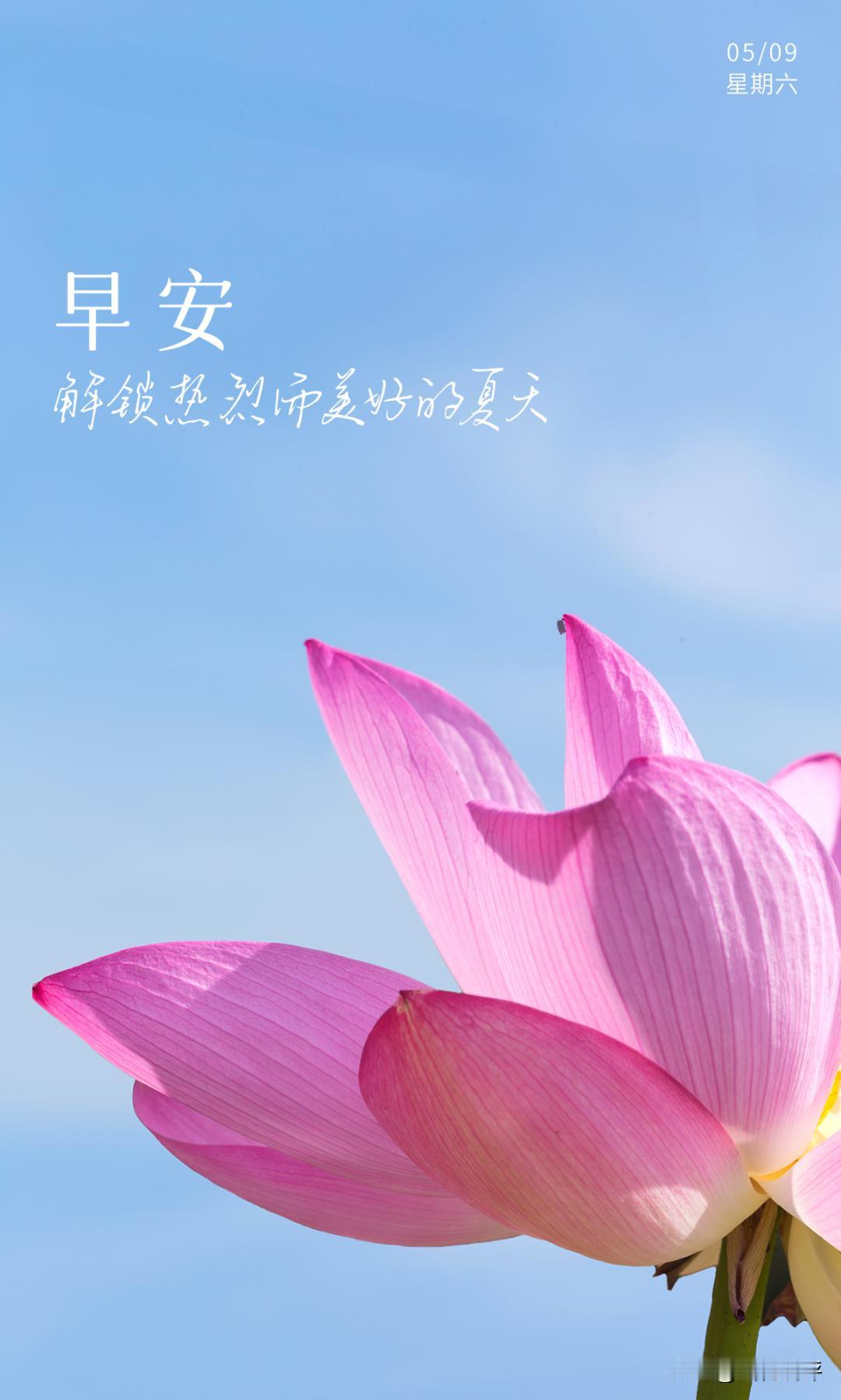 小荷才露尖尖角，映日荷花别样红！