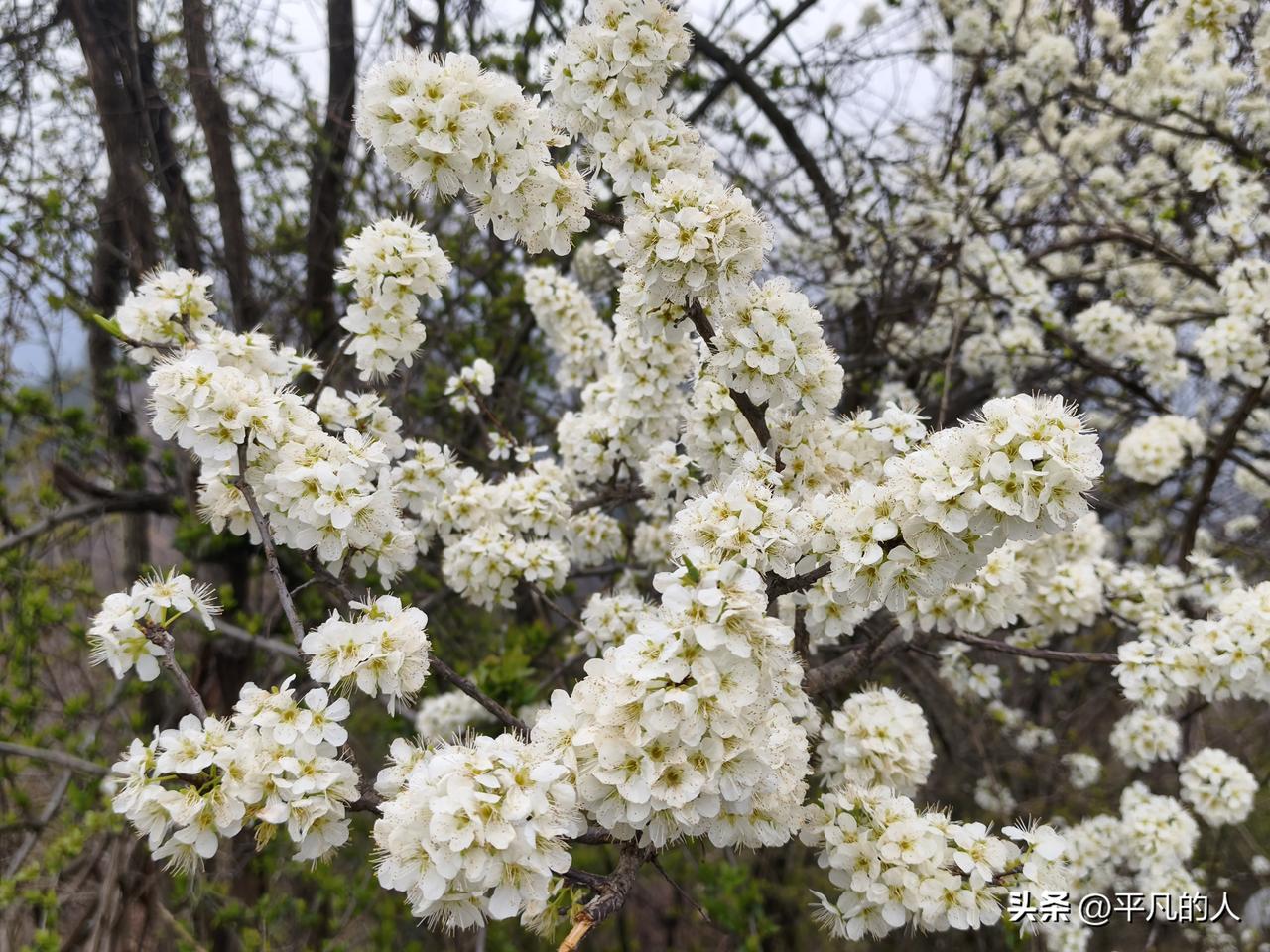 春日花开，那景象简直绝了！就像老天爷打翻了调色盘，满树繁花似锦，美得让人挪不开眼