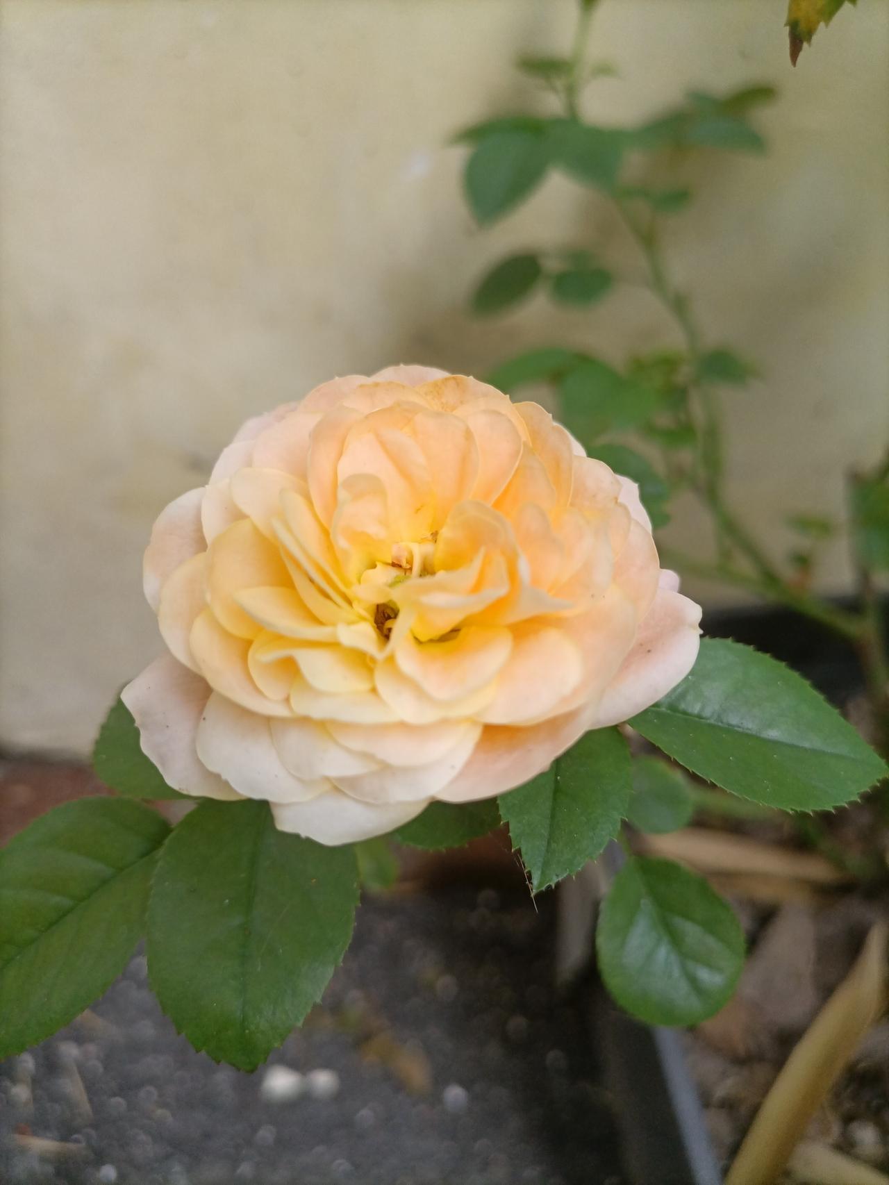 【夏之韵·在心里种花，让生命美好】夏日生活打卡季
在心里种花，人生才不会荒芜。