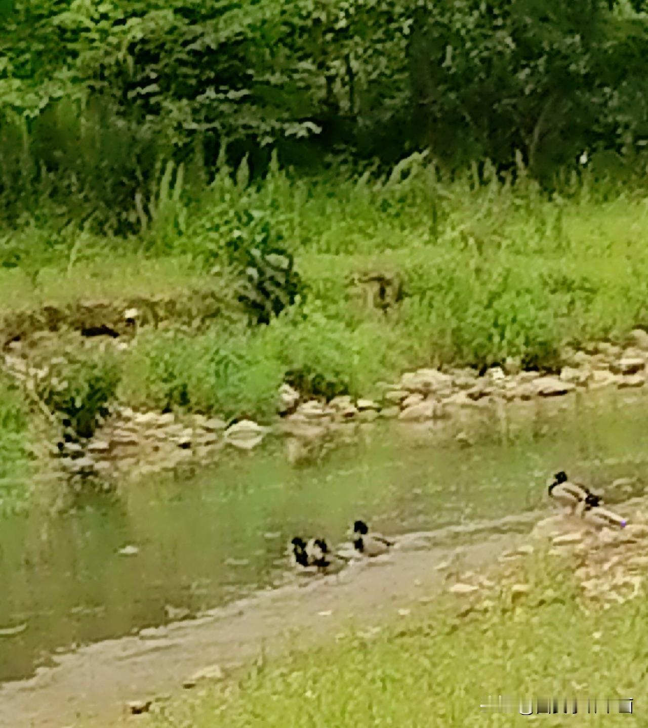 《河边几只大鸟（李林4月24日摄于汉中城固》