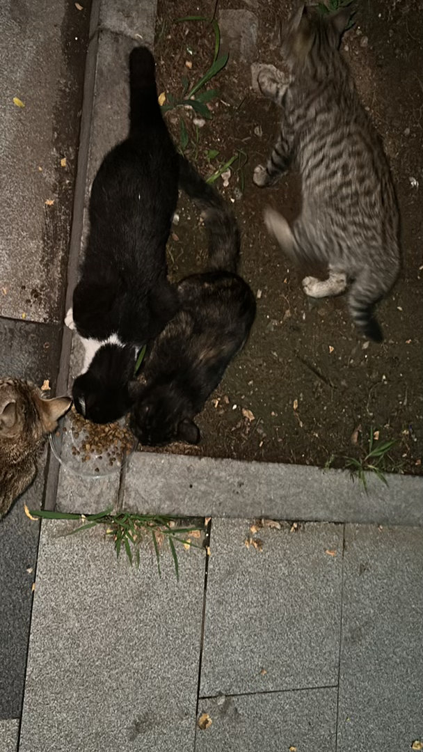 今天好多咪来吃食堂 