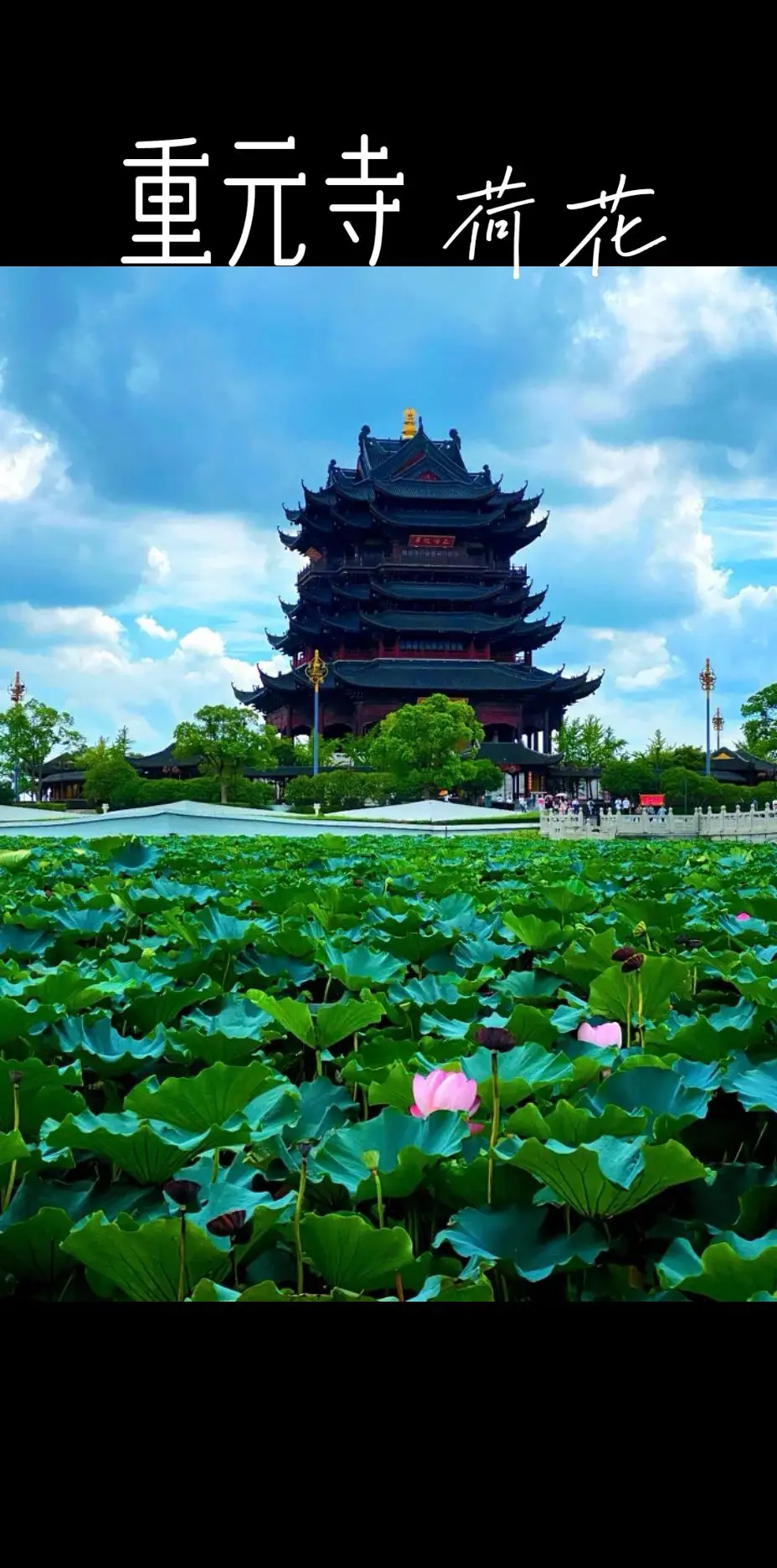 苏州重元寺。为荷而来，荷荷美美，如诗如画，如痴如醉。