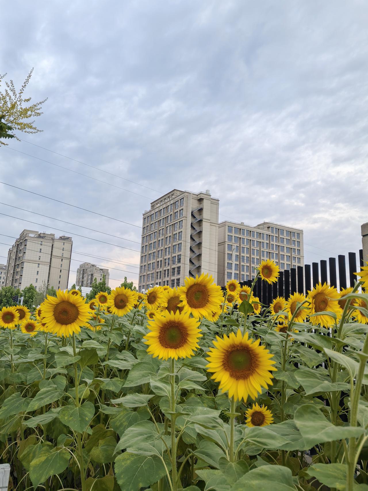 向日葵的花语是阳光、信念、忠诚与爱慕。它总是追随着太阳，象征着积极向上的人生态度