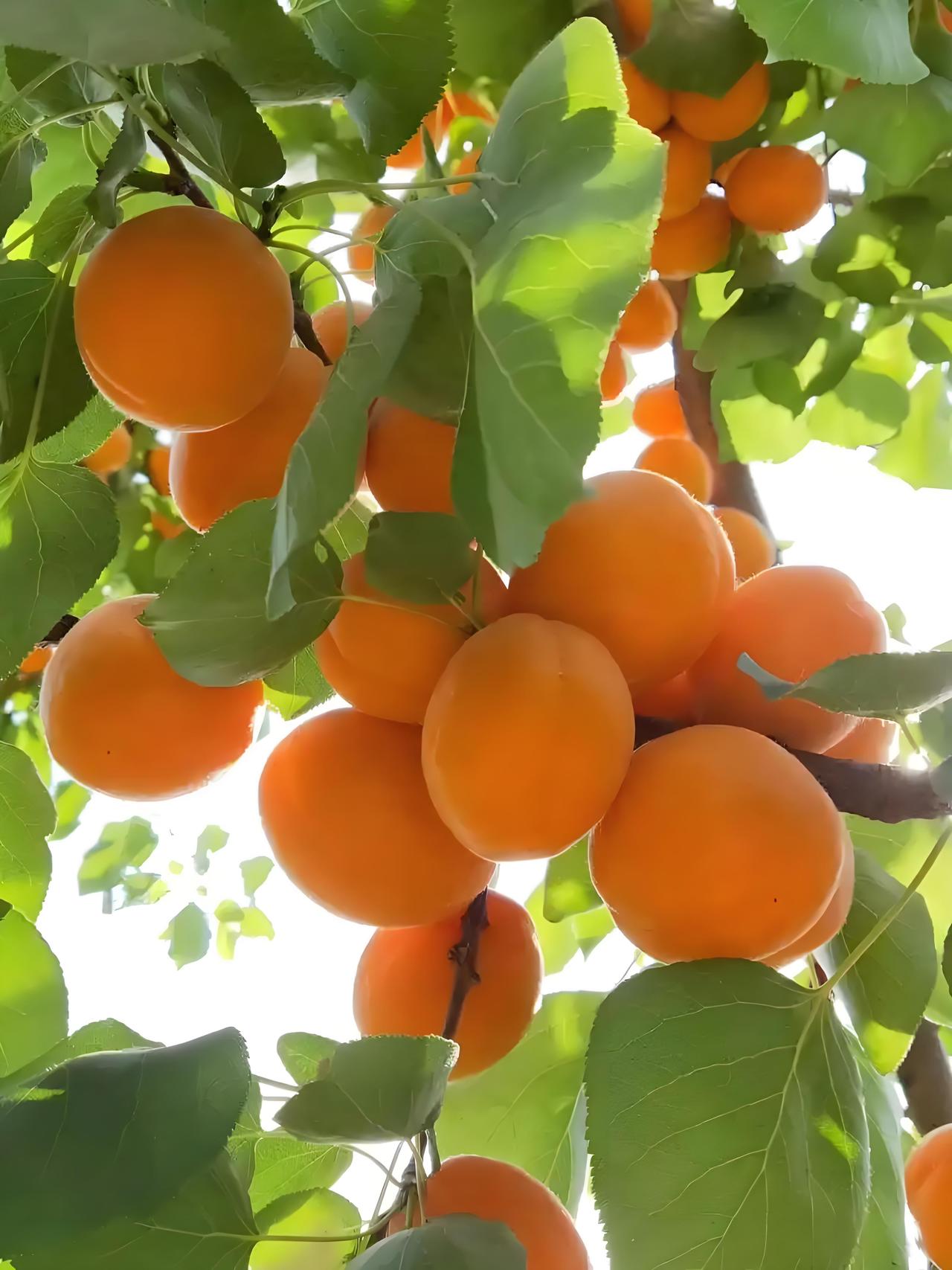 红杏出墙怎能防，
看守再严也偷尝，
非是路人心不正，
……请友续…………？

上