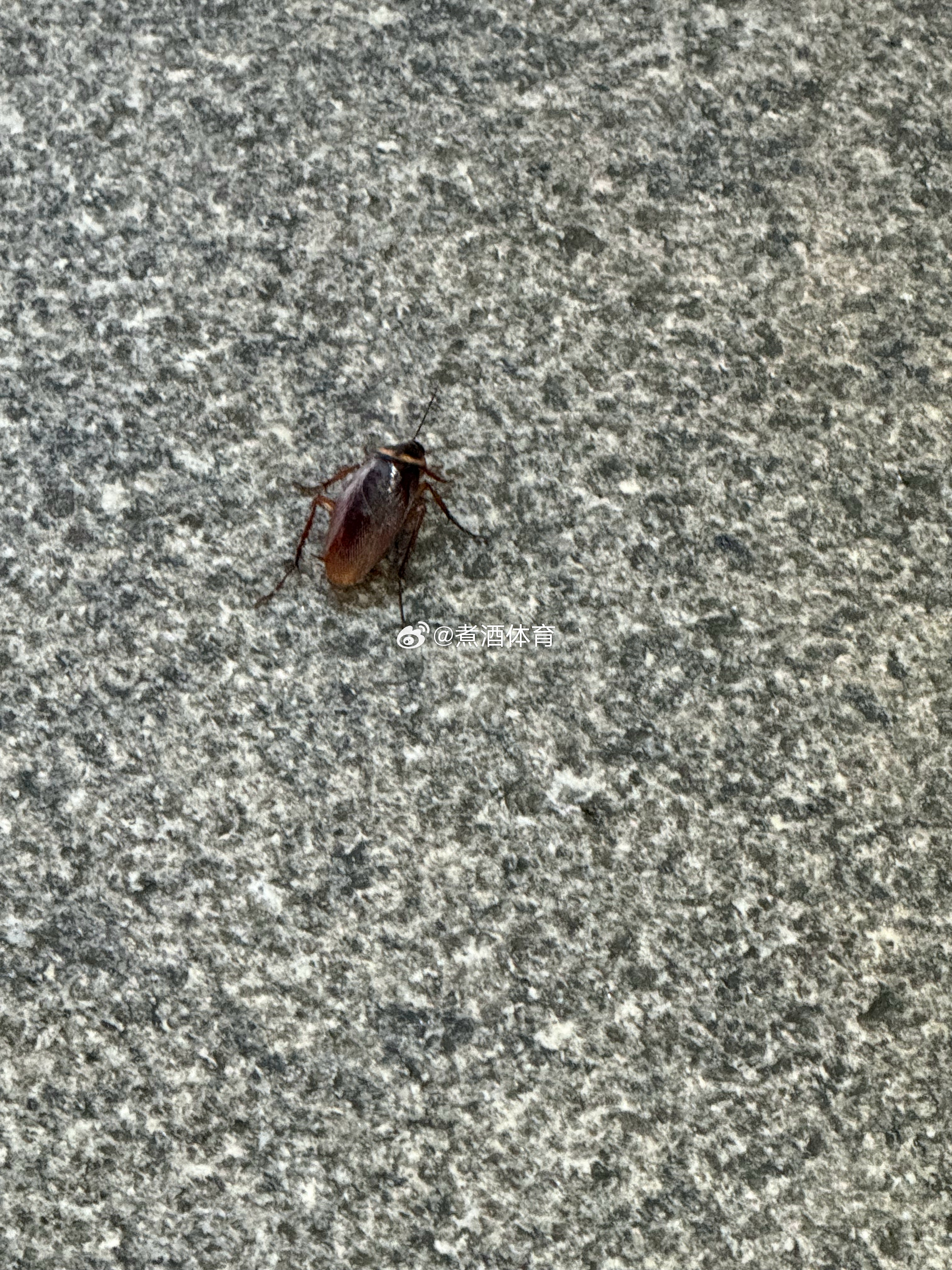 煮酒今日 广州的蟑螂可真大 