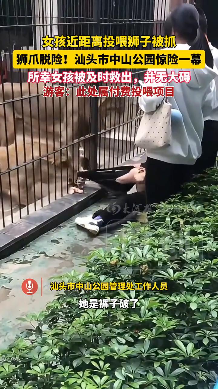 女孩近距离投喂狮子被抓，狮爪脱险！被及时救出幸无大碍。
汕头市中山公园管理处工作