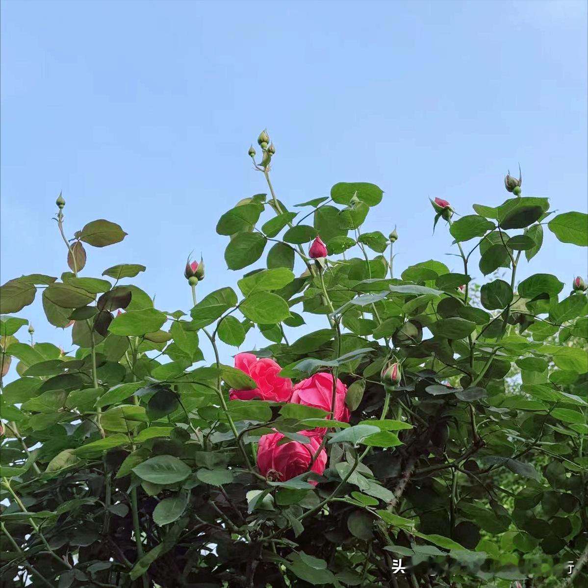 景德镇迎来新的主要负责同志
 
4月25日，75后的陈克龙履新该市。
  
该同