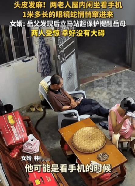 头皮发麻！广东一老人在屋内玩手机，突然感觉身后有动静，他以为是老鼠，结果回头一看