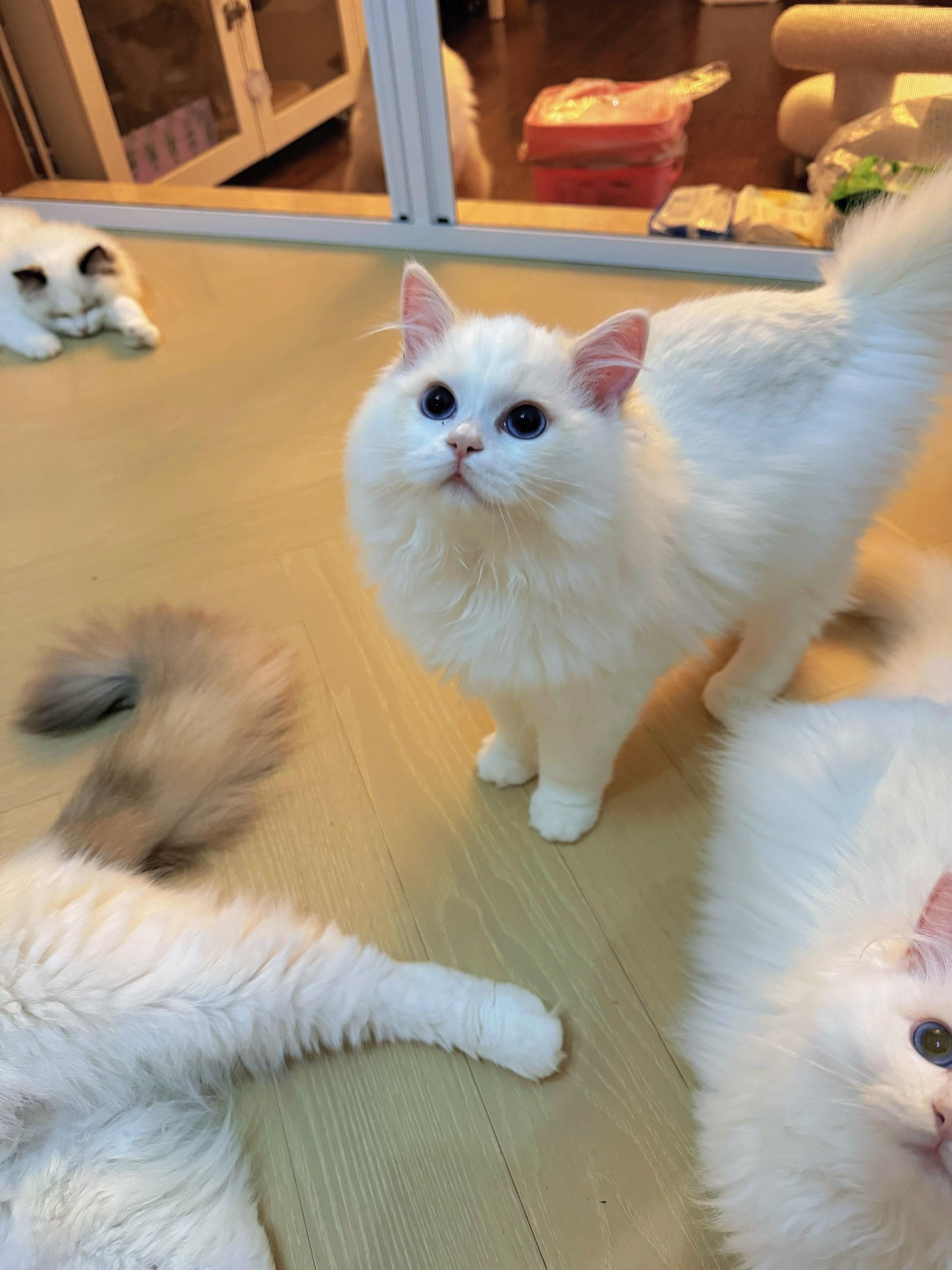 火焰宝宝