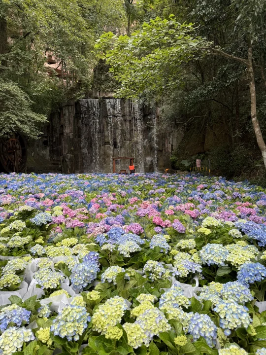 赣州｜趁没人知道赶紧去拍成片绣球花🌷🌷🌷