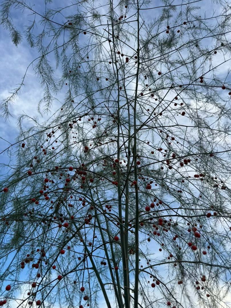 我在修剪开花的芦笋。现在芦笋正在结种子，结种会消耗它们的养分，我要给它节约点养分
