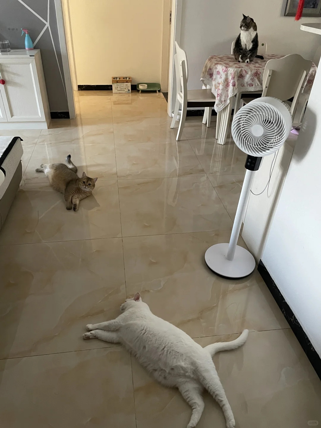 回家猫迎接我的位置