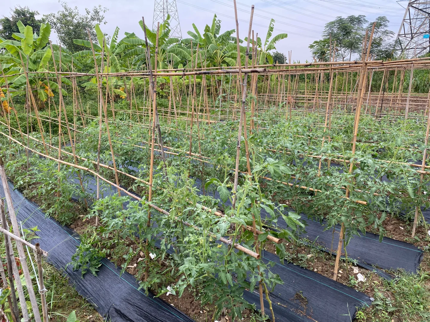 29岁，不上班，在广州当农场主种番茄🍅