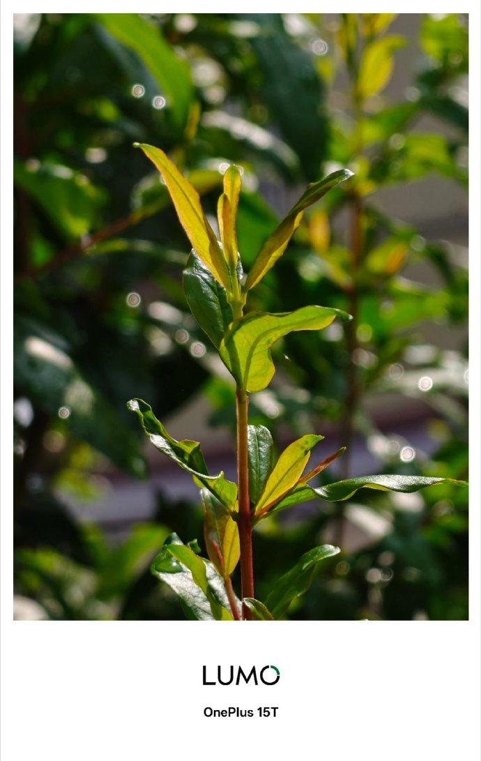清明时节雨纷纷，满园春色关不住。
关不住就拍下来。
一加15T的这个拍照效果，还